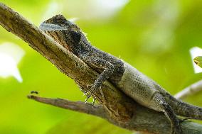 A Chameleon Rest On A Tree Branch - India