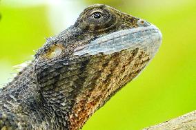 A Chameleon Rest On A Tree Branch - India