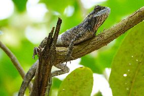 A Chameleon Rest On A Tree Branch - India