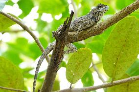 A Chameleon Rest On A Tree Branch - India
