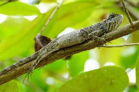 A Chameleon Rest On A Tree Branch - India