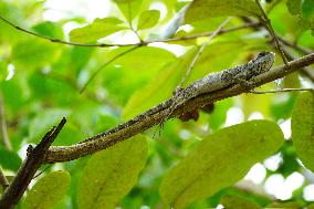 A Chameleon Rest On A Tree Branch - India