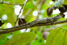 A Chameleon Rest On A Tree Branch - India