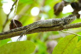 A Chameleon Rest On A Tree Branch - India