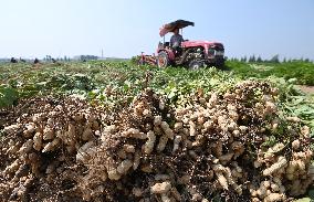 Peanut Industry Chain in China