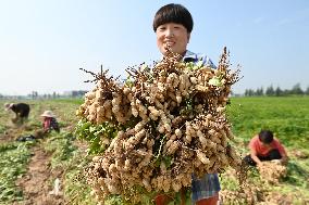 Peanut Industry Chain in China