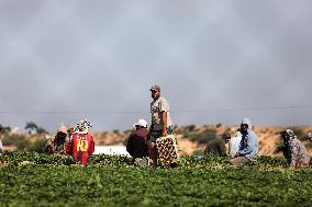 Palestine Israel Border