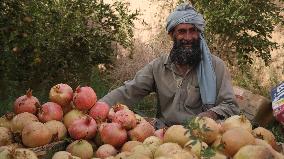 AFGHANISTAN-FARAH-HARVEST-POMEGRANATES