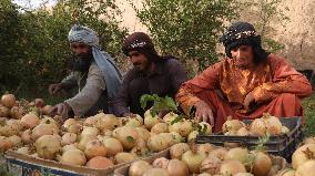 AFGHANISTAN-FARAH-HARVEST-POMEGRANATES