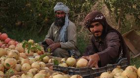 AFGHANISTAN-FARAH-HARVEST-POMEGRANATES