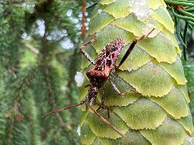 Western Conifer Seed Bug On A Pinecone