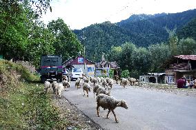 Kashmir: Kokernag Encounter Enters Day 6