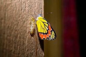 Newly Emerged Common Jezebel (Delias Eucharis) Butterfly