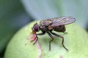 Tiger Fly