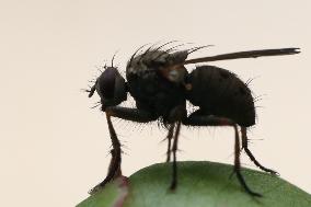 Tiger Fly