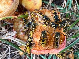 Eastern Yellowjacket Wasps Eating Apples