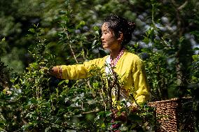 CHINA-YUNNAN-PU'ER-OLD TEA FORESTS-TEA HARVEST (CN)