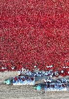 Chili Peppers Harvest in Bazhou