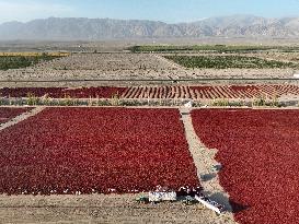 Chili Peppers Harvest in Bazhou