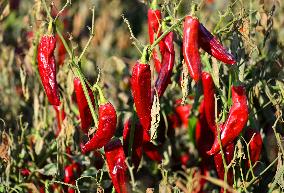 Chili Peppers Harvest in Bazhou