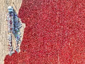 Chili Peppers Harvest in Bazhou