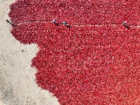 Chili Peppers Harvest in Bazhou