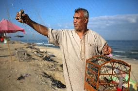 Quail Migration In Gaza, Palestine