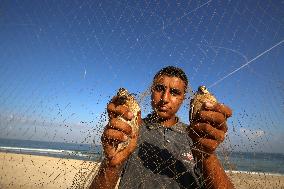 Quail Migration In Gaza, Palestine
