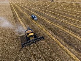 Wheat Harvest - Canada