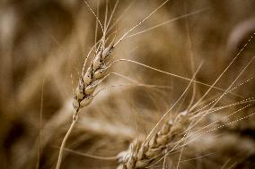 Wheat Harvest - Canada