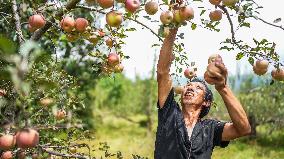 CHINA-GUIZHOU-WEINING-APPLE-HARVEST (CN)