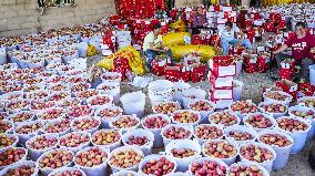 CHINA-GUIZHOU-WEINING-APPLE-HARVEST (CN)