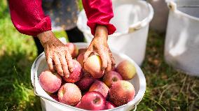 CHINA-GUIZHOU-WEINING-APPLE-HARVEST (CN)