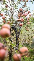 CHINA-GUIZHOU-WEINING-APPLE-HARVEST (CN)