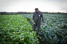 Canned Vegetable Processing Site - Brittany