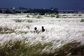 Tourists Walk Among Catkin Flowers - Bangladesh