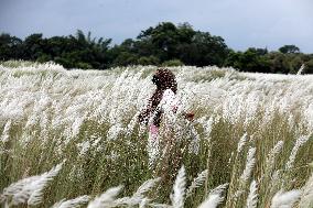 Tourists Walk Among Catkin Flowers - Bangladesh