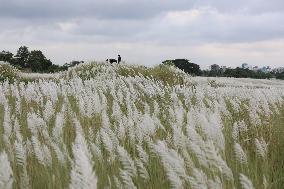 Tourists Walk Among Catkin Flowers - Bangladesh