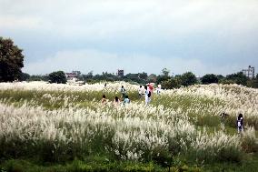 Tourists Walk Among Catkin Flowers - Bangladesh