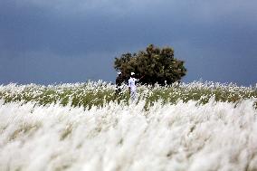 Tourists Walk Among Catkin Flowers - Bangladesh