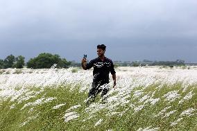 Tourists Walk Among Catkin Flowers - Bangladesh