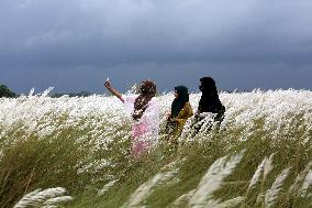 Tourists Walk Among Catkin Flowers - Bangladesh