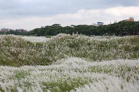 Tourists Walk Among Catkin Flowers - Bangladesh