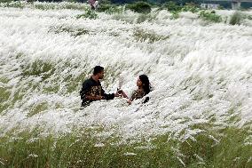 Tourists Walk Among Catkin Flowers - Bangladesh