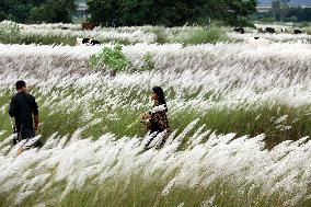 Tourists Walk Among Catkin Flowers - Bangladesh