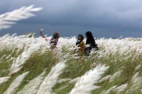 Tourists Walk Among Catkin Flowers - Bangladesh