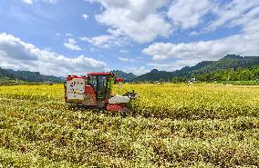 #CHINA-AUTUMN-HARVEST (CN)