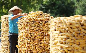 #CHINA-AUTUMN-HARVEST (CN)