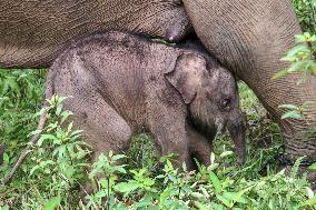 INDONESIA-ACEH BARAT-BABY-SUMATRAN ELEPHANT