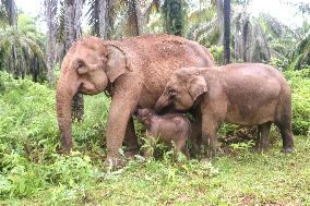 INDONESIA-ACEH BARAT-BABY-SUMATRAN ELEPHANT